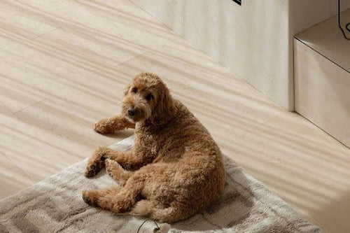 Muddy paw prints on a machine washable rug after a pet accident in a family home.